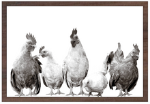 8x12" Vintage Chickens (UV Printed/Walnut Frame)