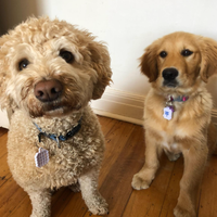 NATPAT Pet Locket: Pet Care Collar Tag for Natural Patches